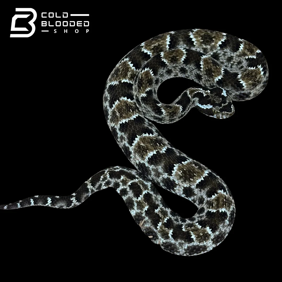 Venomous